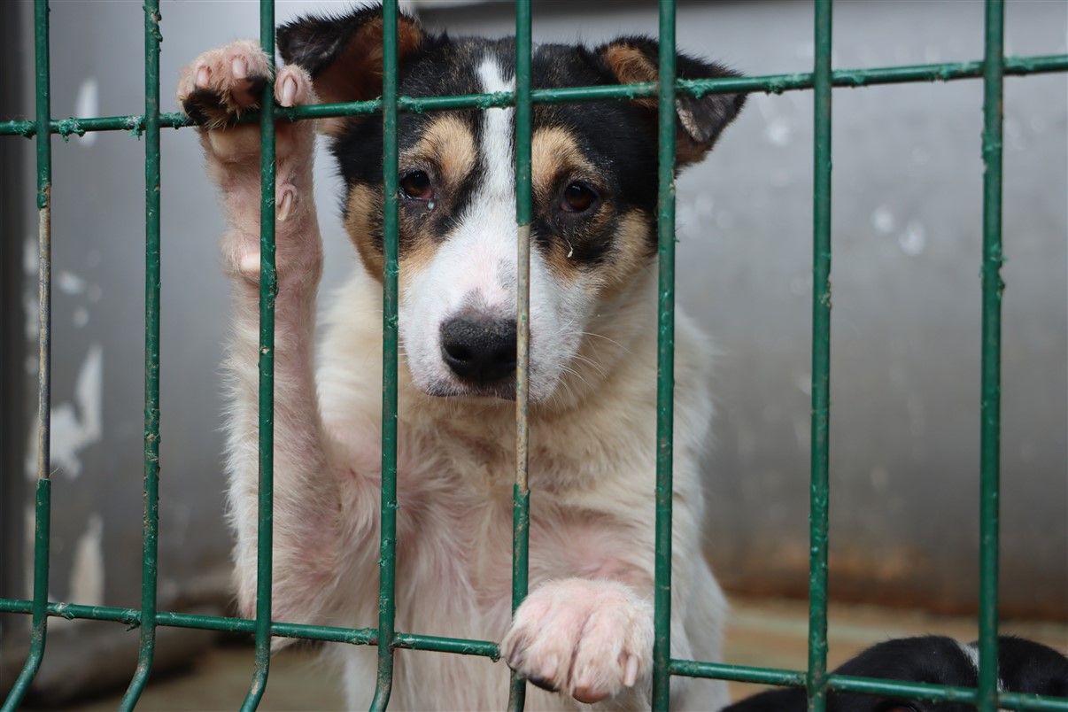 Ação da UniGuairacá arrecada cobertores e roupas para animais do Canil Municipal